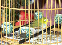 bird lighting