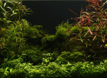 freshwater light