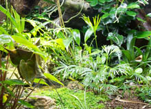 terrarium lighting