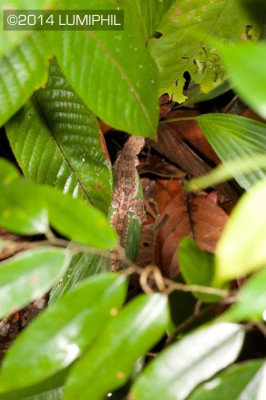 Hemidactylus craspedotus / in West-Sarawak