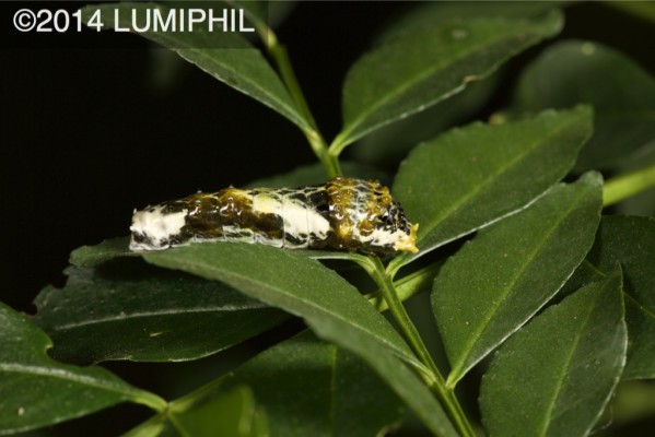  4th instar caterpillar of Papilio polytes (?)