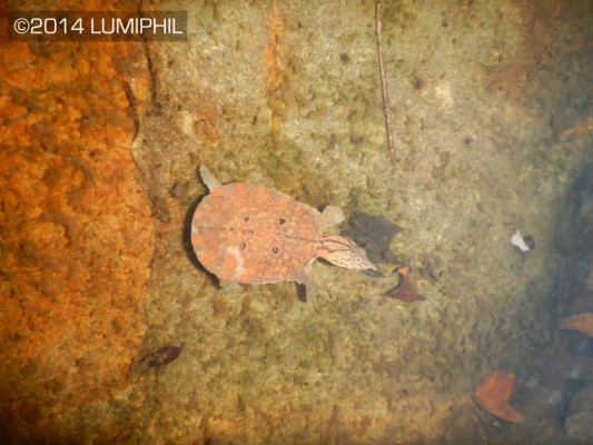 juvenile Dogania subplana underwater
