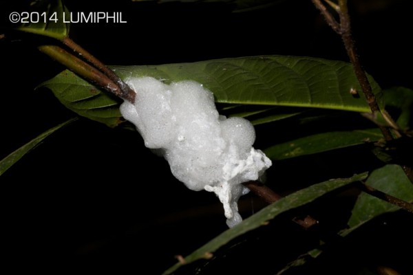 foam-nest of a treefrog