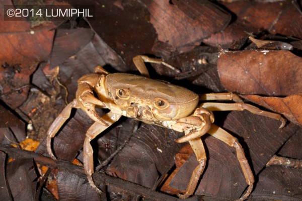 Crab in Kalimantan