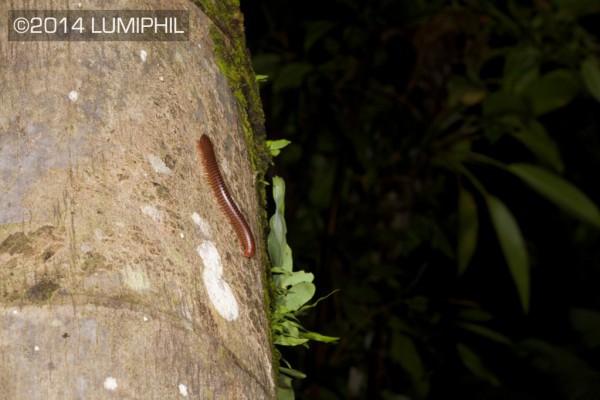 Millipede - Borneo Highlands