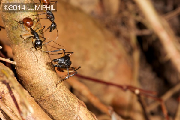 Camponotus gigas