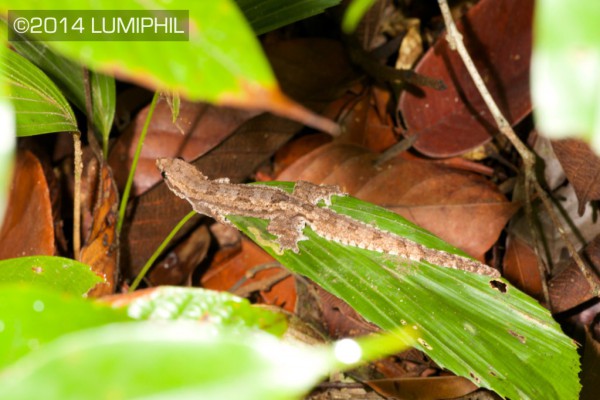 Hemidactylus craspedotus - Frilly gecko