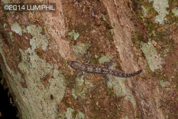 Hemidactylus craspedotus