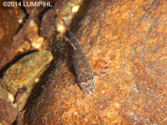 Liniparhomaloptera disparis