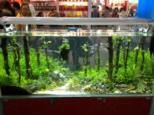 Aquascaping is also in China very common
