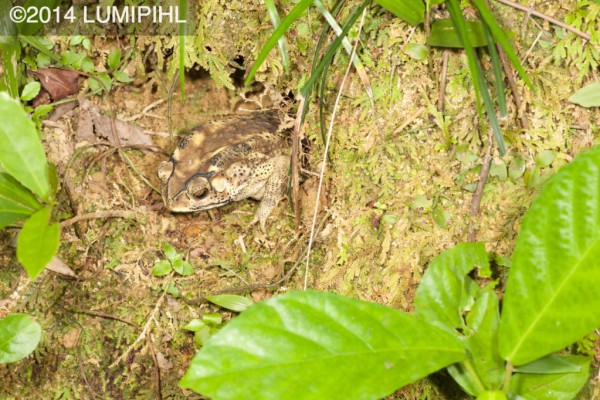Duttaphrynus melanostictus  Southeast Asian Toad, Asian Common Toad, Spectacled Toad