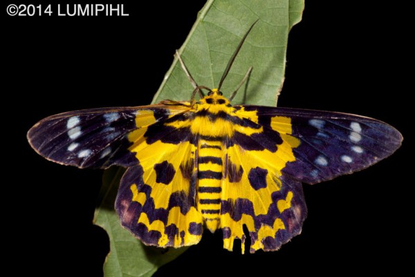 Dysphania militaris (Linnaeus, 1758) false Tiger moth