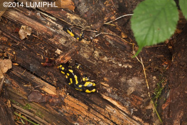 Salamandra salamandra (Linnaeus, 1758)