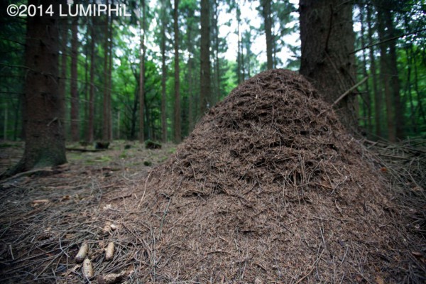 Anthill of Formica rufa