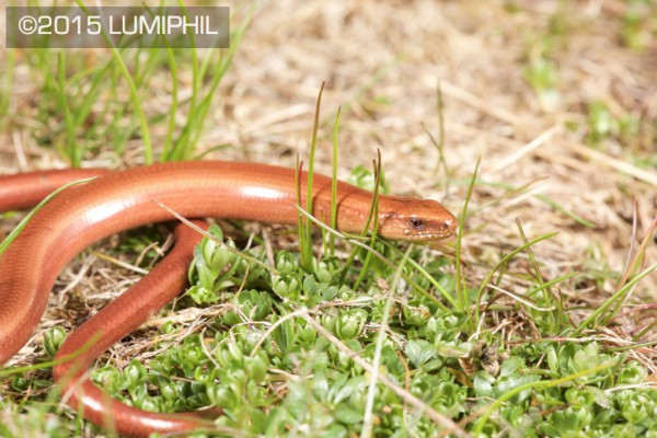 red Anguis fragilis