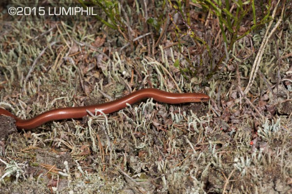 red Anguis fragilis