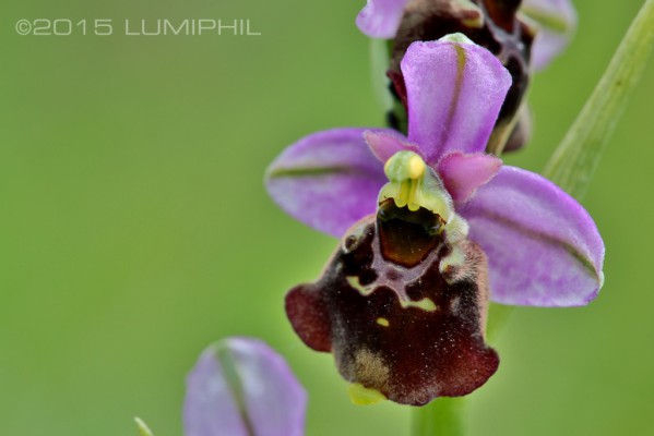 Ophrys holoserica (Burm.f.) Greuter