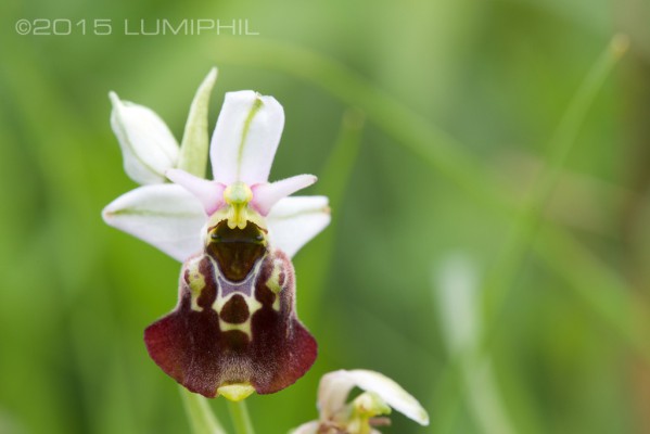Ophrys holoserica (Burm.f.) Greuter