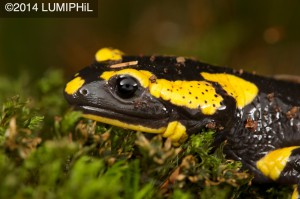 Salamandra salamandra (Linnaeus, 1758)