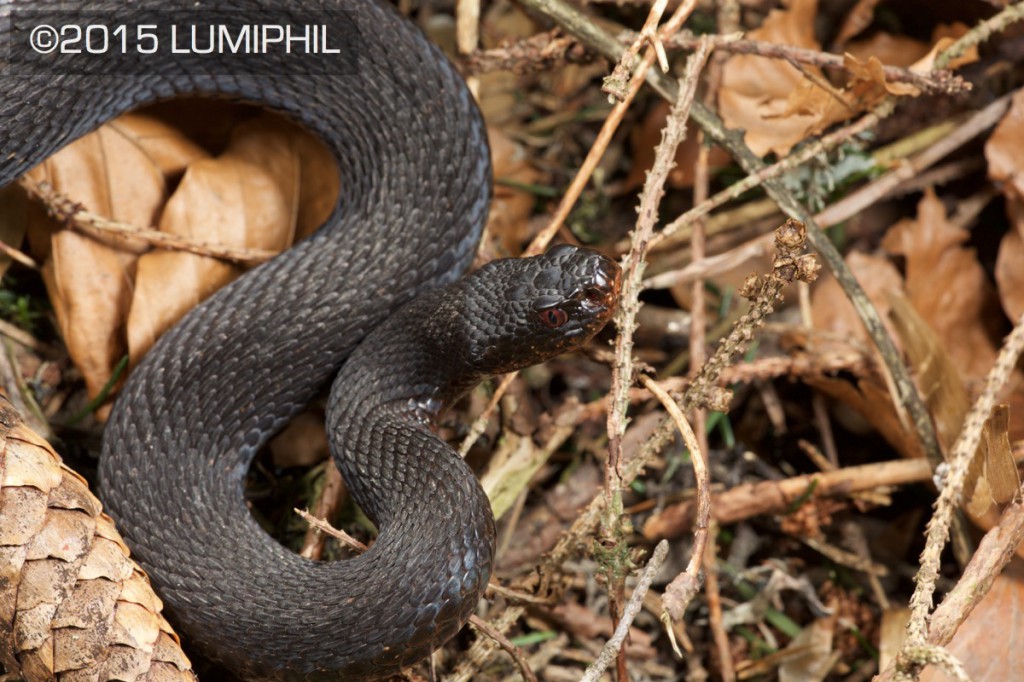 Vipera berus berus (Linnaeus, 1758)